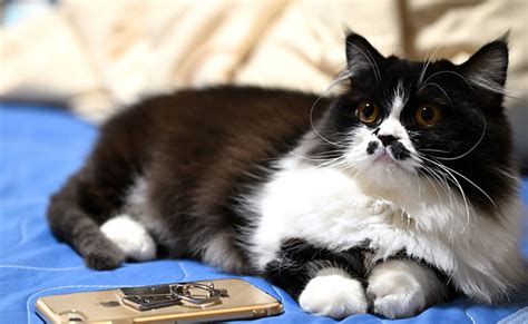 chat napoleon|Napoléon ou Minuet : caractère, éducation, santé, prix .